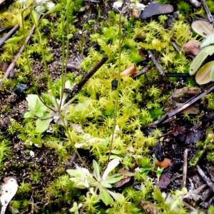 Photographie n°111030 du taxon Erophila verna (L.) Chevall. [1827]