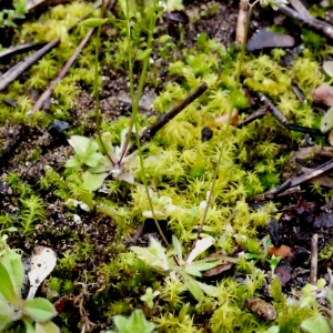 Photographie n°111031 du taxon Erophila verna (L.) Chevall. [1827]