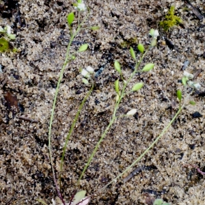 Photographie n°111033 du taxon Erophila verna (L.) Chevall. [1827]