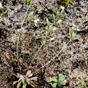 Photographie n°111034 du taxon Erophila verna (L.) Chevall. [1827]