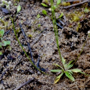 Photographie n°111035 du taxon Erophila verna (L.) Chevall. [1827]