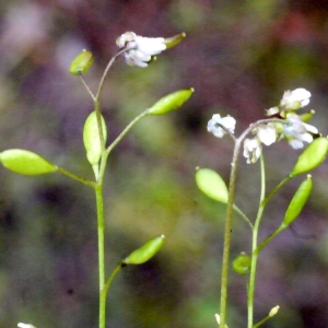 Photographie n°111036 du taxon Erophila verna (L.) Chevall. [1827]