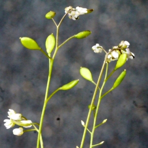 Photographie n°111037 du taxon Erophila verna (L.) Chevall. [1827]