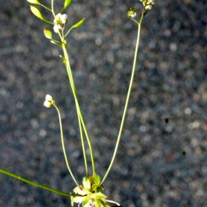 Photographie n°111042 du taxon Erophila verna (L.) Chevall. [1827]