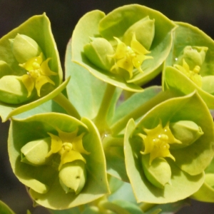 Photographie n°111076 du taxon Euphorbia segetalis subsp. portlandica (L.) Litard. [1936]