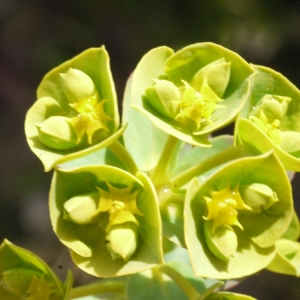 Photographie n°111077 du taxon Euphorbia segetalis subsp. portlandica (L.) Litard. [1936]