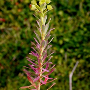 Photographie n°111083 du taxon Euphorbia segetalis subsp. portlandica (L.) Litard. [1936]