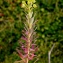  Liliane Roubaudi - Euphorbia segetalis subsp. portlandica (L.) Litard. [1936]