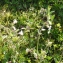  Liliane Roubaudi - Silene latifolia subsp. alba (Mill.) Greuter & Burdet [1982]