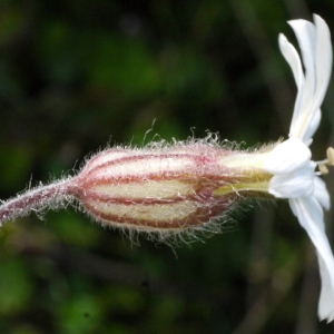 Photographie n°111100 du taxon Silene latifolia subsp. alba (Mill.) Greuter & Burdet [1982]