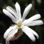  Liliane Roubaudi - Silene latifolia subsp. alba (Mill.) Greuter & Burdet [1982]