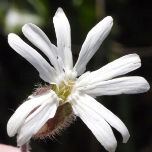 Photographie n°111104 du taxon Silene latifolia subsp. alba (Mill.) Greuter & Burdet [1982]