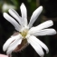  Liliane Roubaudi - Silene latifolia subsp. alba (Mill.) Greuter & Burdet [1982]