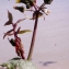  Liliane Roubaudi - Sonchus oleraceus L. [1753]
