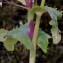  Liliane Roubaudi - Sonchus oleraceus L. [1753]