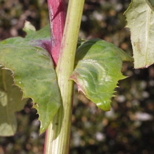 Photographie n°111119 du taxon Sonchus oleraceus L. [1753]