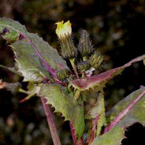 Photographie n°111121 du taxon Sonchus oleraceus L. [1753]