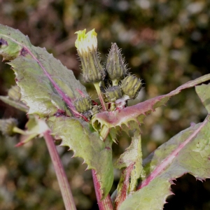 Photographie n°111122 du taxon Sonchus oleraceus L. [1753]