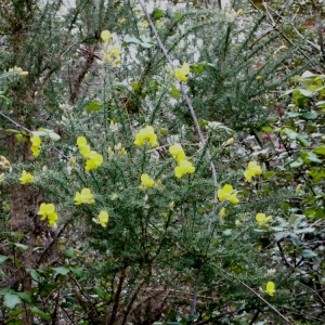 Photographie n°111129 du taxon Ulex europaeus L. [1753]