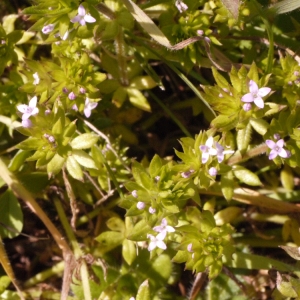 Photographie n°111163 du taxon Sherardia arvensis L. [1753]