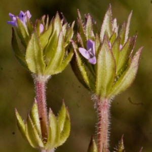 Photographie n°111165 du taxon Sherardia arvensis L. [1753]