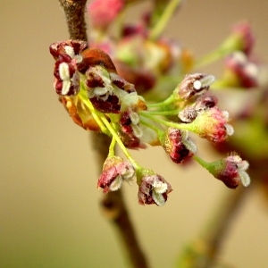 Ulmus ciliata Ehrh. (Orme blanc)