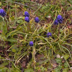 Photographie n°111177 du taxon Muscari neglectum Guss. ex Ten. [1842]