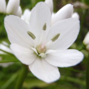 Photographie n°111198 du taxon Allium neapolitanum Cirillo [1788]