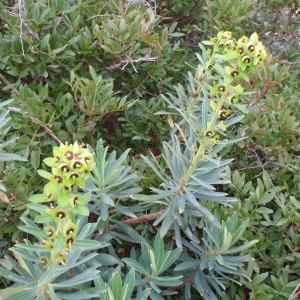 Photographie n°111205 du taxon Euphorbia characias L. [1753]