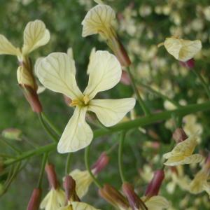 Photographie n°111207 du taxon Raphanus raphanistrum subsp. raphanistrum