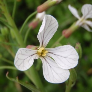 Photographie n°111210 du taxon Raphanus raphanistrum subsp. raphanistrum