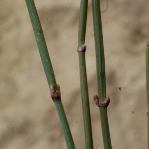 Photographie n°111234 du taxon Ephedra distachya L. [1753]