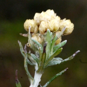 Photographie n°111236 du taxon Helichrysum stoechas (L.) Moench [1794]