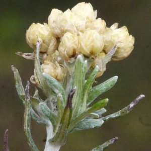 Photographie n°111237 du taxon Helichrysum stoechas (L.) Moench [1794]