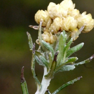 Photographie n°111238 du taxon Helichrysum stoechas (L.) Moench [1794]