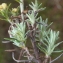  Liliane Roubaudi - Helichrysum stoechas (L.) Moench [1794]