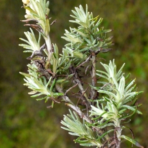 Photographie n°111243 du taxon Helichrysum stoechas (L.) Moench [1794]