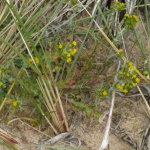  - Senecio vulgaris subsp. denticulatus (O.F.Müll.) P.D.Sell [1967]