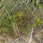  Liliane Roubaudi - Senecio vulgaris subsp. denticulatus (O.F.Müll.) P.D.Sell [1967]