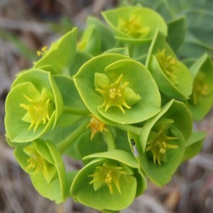 Euphorbia linifolia L. (Euphorbe à feuilles de lin)