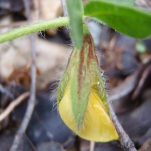 Photographie n°111275 du taxon Lotus edulis L. [1753]