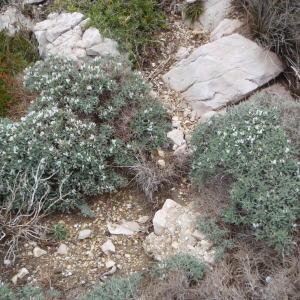 Photographie n°111294 du taxon Astragalus tragacantha L. [1753]