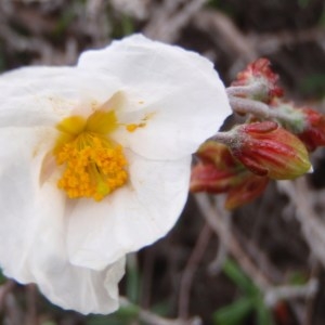 Photographie n°111296 du taxon Helianthemum pilosum (L.) Desf. [1804]