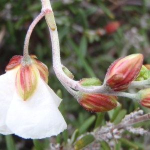 Photographie n°111297 du taxon Helianthemum pilosum (L.) Desf. [1804]