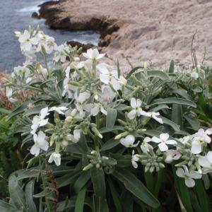 Photographie n°111332 du taxon Matthiola incana (L.) R.Br. [1812]