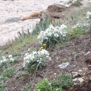 Photographie n°111338 du taxon Matthiola incana (L.) R.Br. [1812]