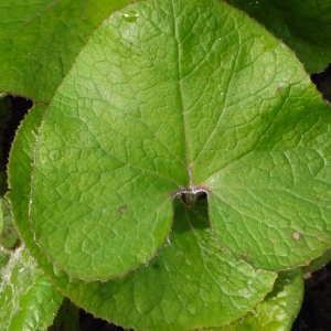 Photographie n°111342 du taxon Petasites pyrenaicus (L.) G.López [1986]