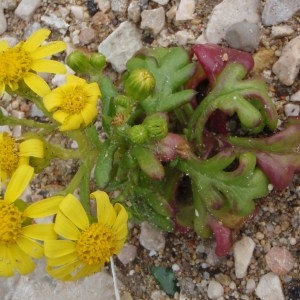  - Senecio leucanthemifolius subsp. crassifolius (Willd.) Ball [1878]