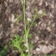  Liliane Roubaudi - Cardamine hirsuta L. [1753]