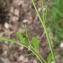  Liliane Roubaudi - Cardamine hirsuta L. [1753]